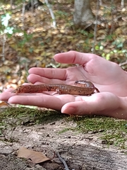 Gyrinophilus porphyriticus