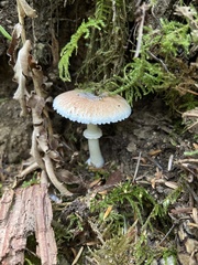 Lepiota rubrotinctoides