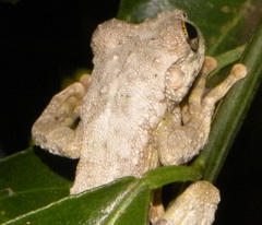 Osteocephalus oophagus