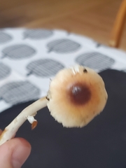 Lepiota rubrotinctoides