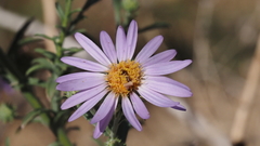 Dieteria asteroides asteroides