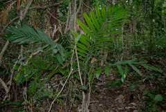 Ptychosperma elegans