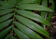 Ptychosperma elegans