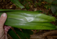 Ptychosperma elegans