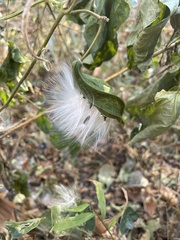 Gonolobus suberosus