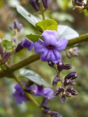 Duranta