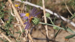 Dieteria asteroides asteroides