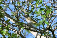 Vireo chivi
