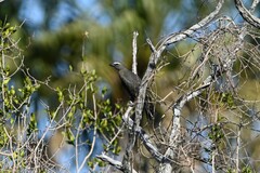 Saltator coerulescens