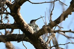 Heliomaster furcifer