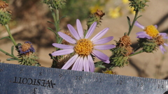Dieteria asteroides asteroides