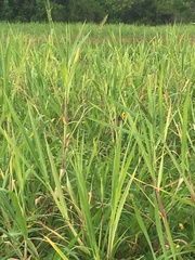 Chrysomus icterocephalus