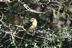 Cyclarhis gujanensis