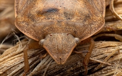 Eurygaster austriaca