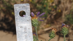 Dieteria asteroides asteroides