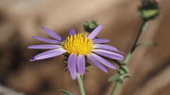 Dieteria asteroides asteroides
