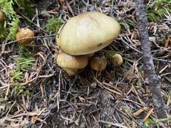 Suillus caerulescens