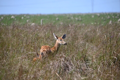 Blastocerus dichotomus