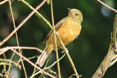 Mionectes oleagineus