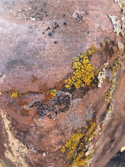 Candelariella rosulans