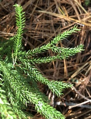 Dendrolycopodium hickeyi