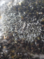 Grimmiaceae