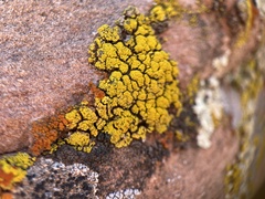 Candelariella rosulans