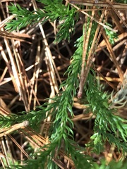 Dendrolycopodium hickeyi