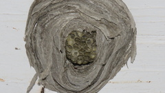 Dolichovespula maculata