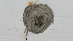 Dolichovespula maculata