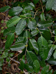 Ficus drupacea