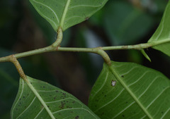 Ficus drupacea