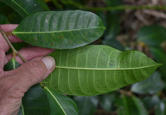 Ficus drupacea
