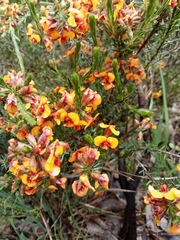 Dillwynia sericea
