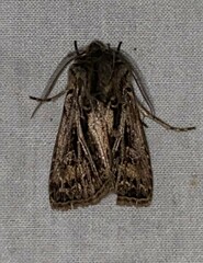 Agrotis gladiaria