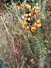 Dillwynia sericea