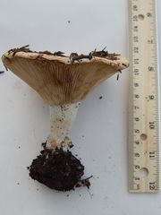 Russula brevipes acrior