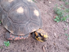 Chelonoidis carbonarius