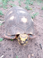 Chelonoidis carbonarius