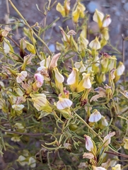 Cordylanthus wrightii