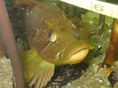 Hexagrammos lagocephalus