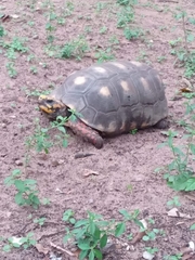 Chelonoidis carbonarius