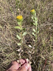 Grindelia nuda