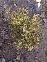 Cordylanthus wrightii