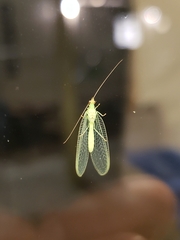 Chrysopa oculata