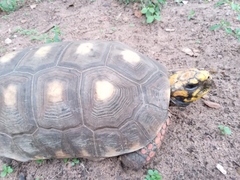 Chelonoidis carbonarius