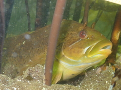 Hexagrammos lagocephalus