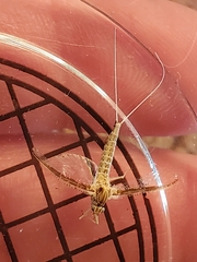 Callibaetis pictus
