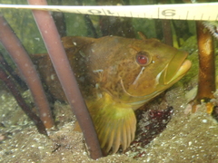 Hexagrammos lagocephalus