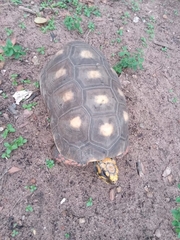 Chelonoidis carbonarius